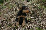 WELSH TERRIER 157
